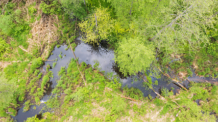 Image showing Forest river with dead tree log lying over