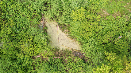 Image showing Riparian tree stand in spring