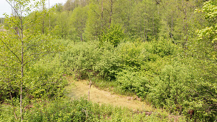 Image showing Riparian stand in spring