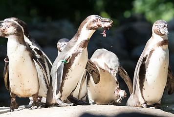 Image showing Pinguin is being fed