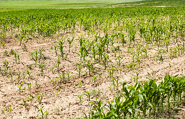 Image showing row of maize plants