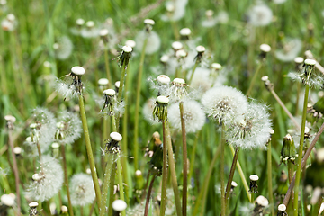 Image showing White dandelions