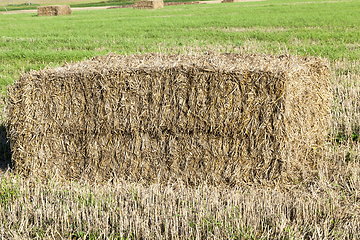 Image showing agricultural field, cereals