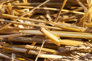 Image showing dry yellow straw