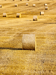 Image showing Harvest of mature cereal