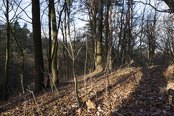 Image showing Autumn trees, nature