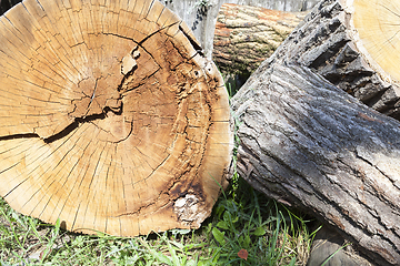 Image showing Trunk of a sawn wood