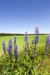 Image showing Purple lupin , wildflowers