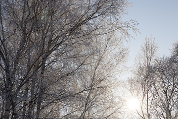 Image showing hoarfrost on the branches of trees