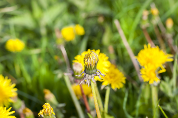 Image showing dandelions in morning
