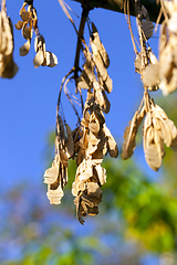 Image showing Dry maple seeds