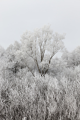 Image showing Trees in the frost