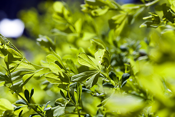 Image showing green leaf