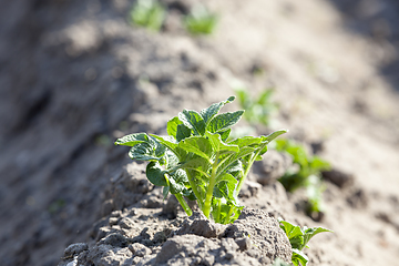 Image showing Green Bush of potatoes