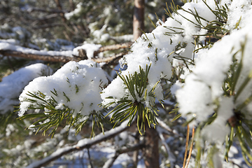 Image showing Pine forest under the snow
