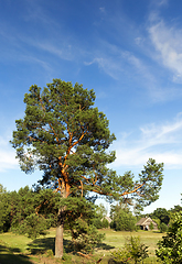 Image showing High pine forest