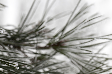 Image showing Pine forest, close-up