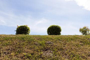 Image showing summer landscape