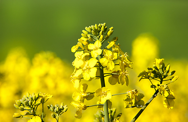 Image showing canola flower