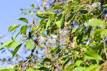 Image showing Flowers without leaves