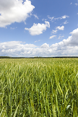 Image showing Green field