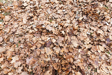 Image showing dry maple leaves