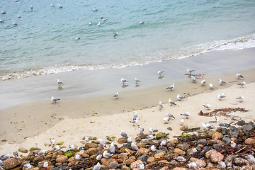 Image showing Seagulls on the beach