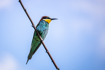 Image showing a rainbow Bee-eater bird sitting on a branch