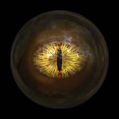 Image showing scary devils eyeball 