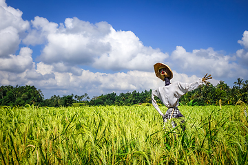 Image showing Scarecrow in Jatiluwih paddy field rice terraces, Bali, Indonesi