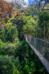 Image showing Suspension bridge, Taman Negara national park, Malaysia