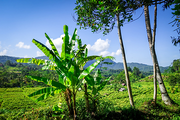 Image showing Plantations in green fields, Sidemen, Bali, Indonesia