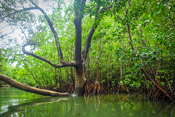 Image showing Mangrove in Phang Nga Bay, Thailand