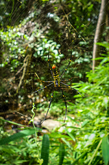 Image showing Orb weaver spider in jungle, Chiang Mai, Thailand