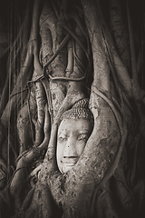 Image showing Buddha Head in Tree Roots, Wat Mahathat, Ayutthaya, Thailand