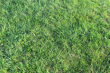 Image showing meadow with green grass