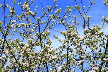 Image showing branches of the blossoming apple tree in spring