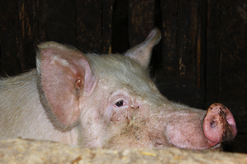 Image showing pig in the shed