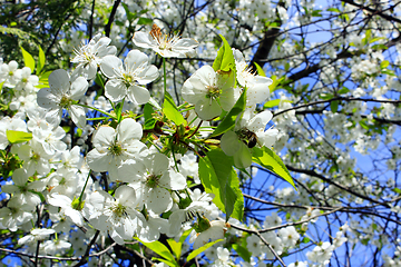 Image showing branch of blooming cherry