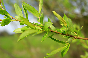 Image showing Young sprouts of a willow in the spring