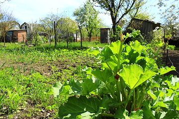 Image showing rhubarb on the kitchen garden