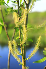 Image showing Young sprouts of a willow in the spring