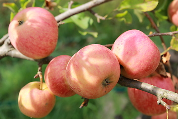 Image showing ripe apples hang on the tree