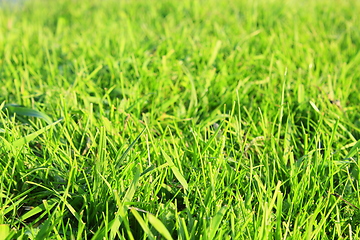 Image showing meadow with green grass