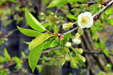 Image showing branch with buds flowers and young leaves of cherry