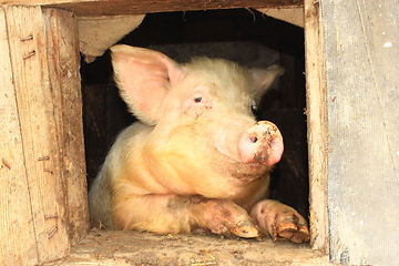 Image showing pig looks out from window of shed