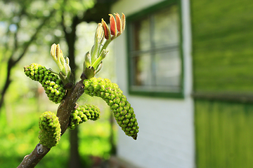 Image showing flowers of walnut on the branch of tree