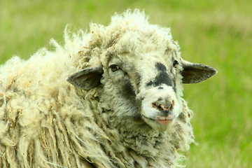 Image showing head of sheep with thick fleece