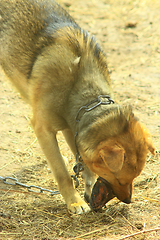 Image showing watch-dog eats a piece of meat