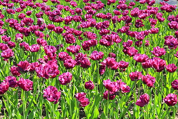 Image showing lilac tulips on the flower-bed